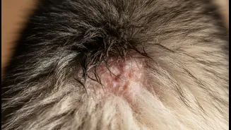 Why Moisture Retention In Dense Double-Coated Breeds Accelerates Hair-Follicle Microbial Breakdowns