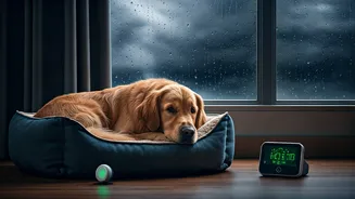Monsoon Pet Prep Is Getting More Detailed Now