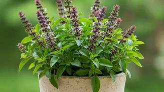 Latest Update On Eight Fragrant Plants For Small Outdoor Spaces