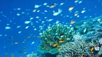 How Coral Thermal Resilience Research Aids In Repairing Degrading Global Reef Ecosystem Systems