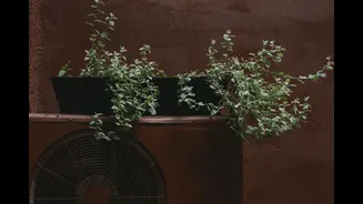 AC condensate water is the monsoon hack Indian gardens are quietly tapping