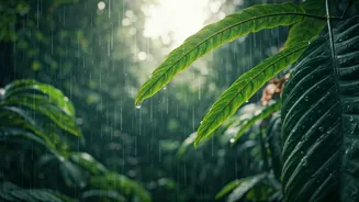 Why Kerala Rains Outperform Every Single North Hill Station