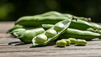 Gut-Friendly, High-Protein, Seriously Underrated: Fava Beans