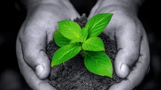 Over A Billion Hectares Were Pledged For Restoration, But Progress Is Limited
