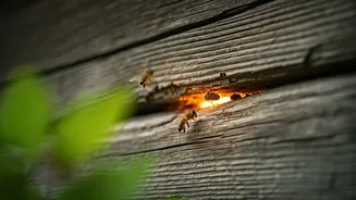 Unmasking the Buzz: Your Guide to Locating Honey Bee Nests Around Your Home