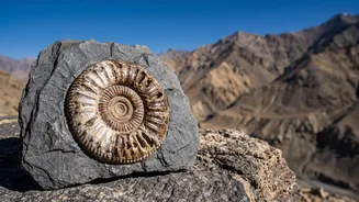 38-Million-Year-Old Marine Fossils Found In Ladakh: What Confirmation Still Needed Actually Means