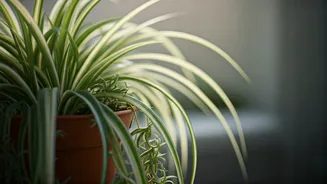 Spider Plants Are The Low-Stress Home Green