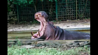 Mumbai’s Famous Hippo Deva Dies After Spending 35 Years At Byculla Zoo