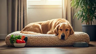 How Holistic Health Management Extends Lifespans Of Furry Family Members