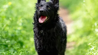Why Timing Your Pet's Walk Matters During The Rainy Season