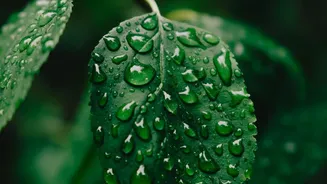 Why A Good Monsoon Total Can Still Hide Crop Problems