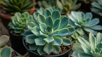 Long-Lived Succulents: Thrive for 50+ Years!