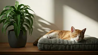 Indoor Plant Wellness Extended To Furry Flatmates Health Now