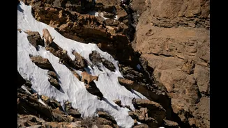 Accelerated Glacier Melt Heightens Risks in Indian Himalayan Region