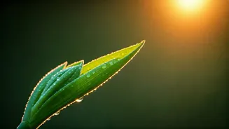 Embrace Your Day: 5 Powerful Morning Affirmations for Inner Peace and Energy
