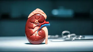 5 Habits Ruining Kidneys: Protect Your Health!