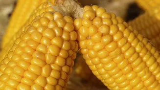 Como cozinhar milho sem panela de pressão? Confira dica que vai salvar sua vida