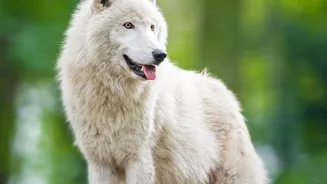 More Than 21,500 Wolves Now Roam Europe as Tourism Grows