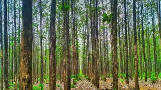UN Forest Report Calls For Restoration To Become A National Priority