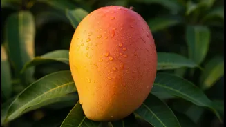 Tourism interest must translate into better value for growers: a key limit for Mango Festivals