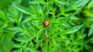 The August Pruning Window Connects Plant Type with Regional Climate
