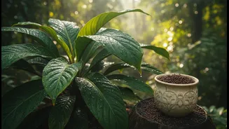 How to adjust fertilization schedules within monsoon checklist for tropical plant safety