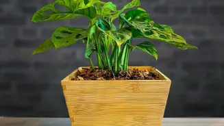 Houseplants Recover Better from Slight Dryness than from Waterlogged Roots