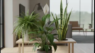 Best Indoor Plants For Humid Homes In India