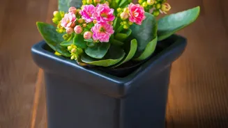 Seasonal Flowering Plants Are Helping Urban Homes Add Greenery Without Large Garden Spaces