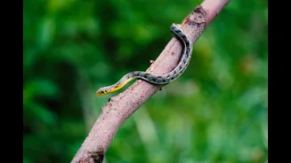 Why Snakes Enter Indian Homes During Monsoon: Causes, Prevention And What To Do