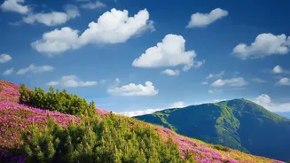 The Neelakurinji Bloom Is Rare, Photogenic and Strictly Protected