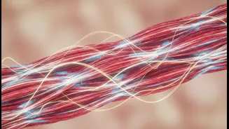 Exercise Helps Older Muscles Repair Damage, Study Finds