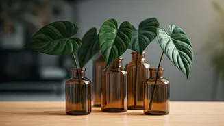 Grow Rare Velvety Philodendrons In Amber Glass Bottles Easily