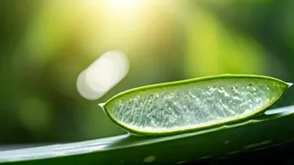 Aloe Vera: Nature's Soothing Remedy and Skin Savior