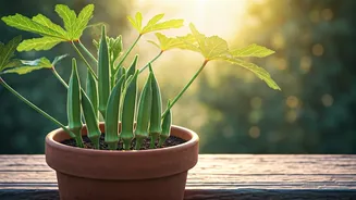 Okra Could Be Your Pre-Monsoon Balcony Win