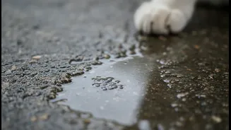 Why Stagnant Rain Puddle Bacteria Complicate Basic Fungal Foot Transmissions In Urban Pets
