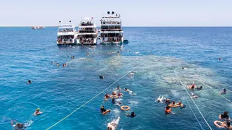 Estudo diz que barcos e turistas atrapalham comunicação entre peixes