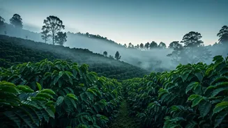 Coorg Is Back In Its Misty Main Character Era