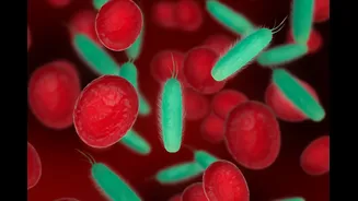Anemia após os 60 anos pode elevar risco de demência, aponta estudo