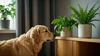 Pothos And Ferns Are Reshaping Pet-Friendly Homes