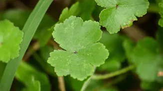 Why tiger herb must be in your sincare regimen