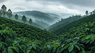 Misty Valley Views Draw Eco Trekkers To Coorg This Monsoon