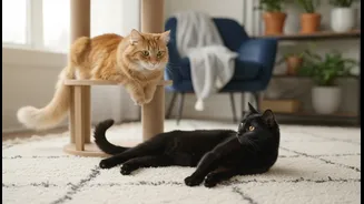 Expert-Backed Ways to Reduce Stress When Cats Meet for the First Time