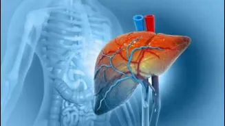 Over 38% of Indians affected by MASLD, report finds