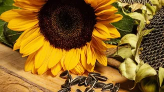 Why sunflower seeds must be a part of your diet