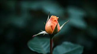 The Robin Sharma Secret: Unlock True Love and Connection by Mastering Self-Love