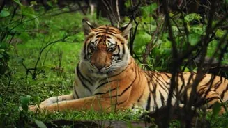 Human-wildlife conflict kills 50 people, over 45 tigers in MP