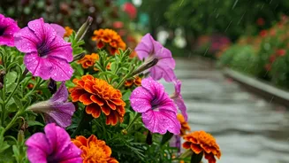 Grow Beautiful Blooms Despite The Rain