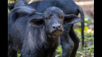 Búfala adota filhote rejeitado no Simba Safari