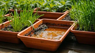 Your Plant Trays Need A Monsoon Safety Check